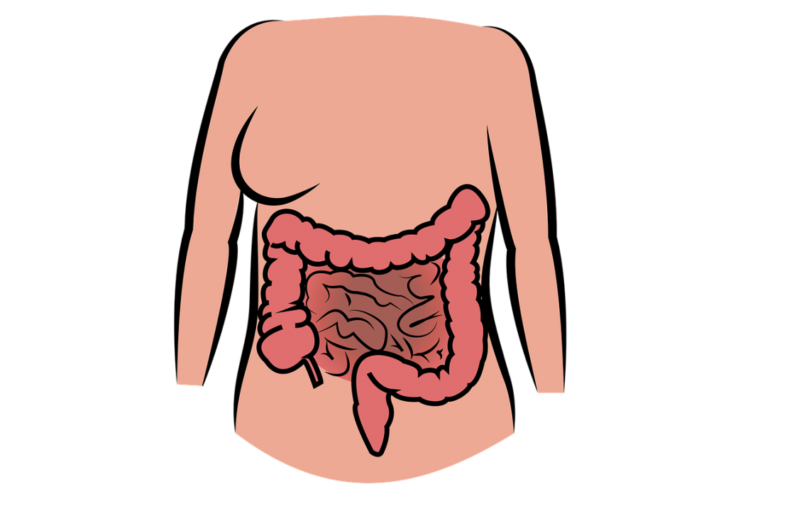 Intestino