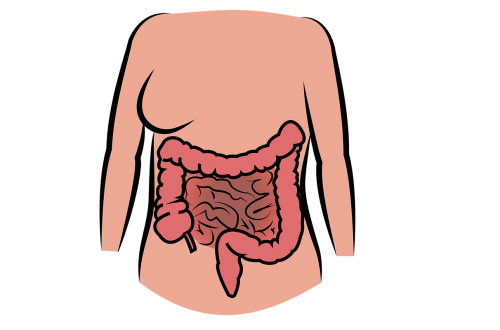 Intestino