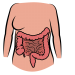 Intestino