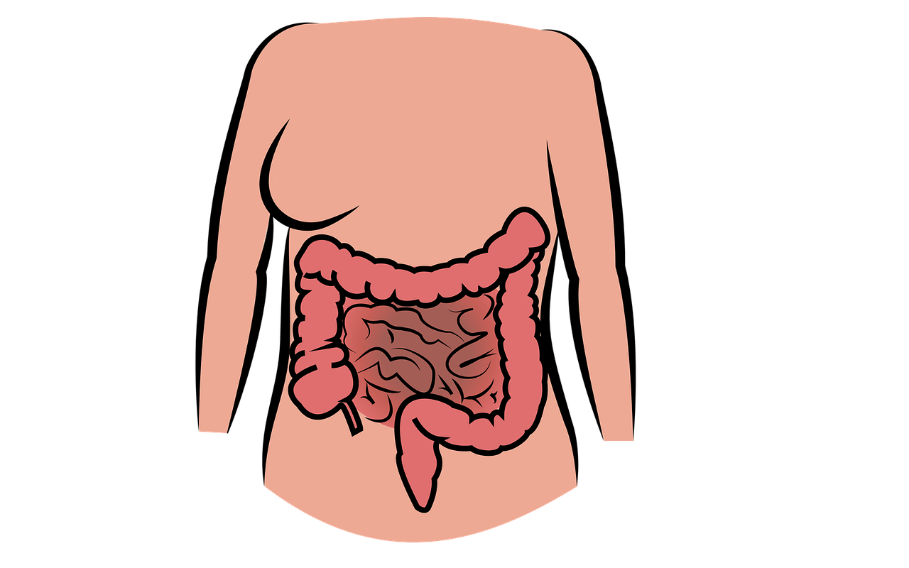 Intestino